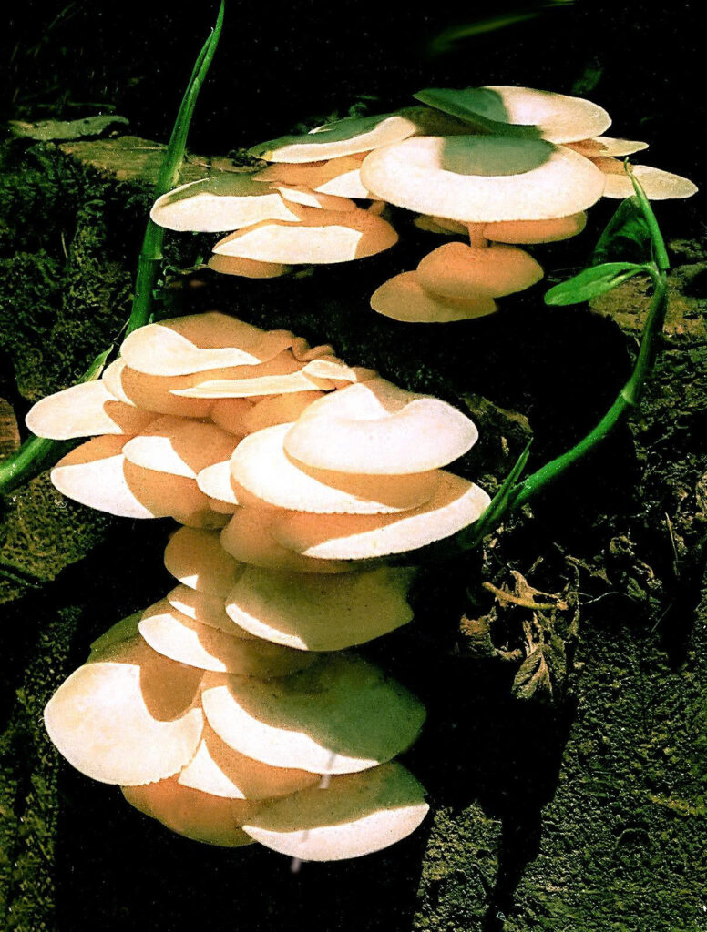 Bùi Khắc Thiện; Thái Nguyên